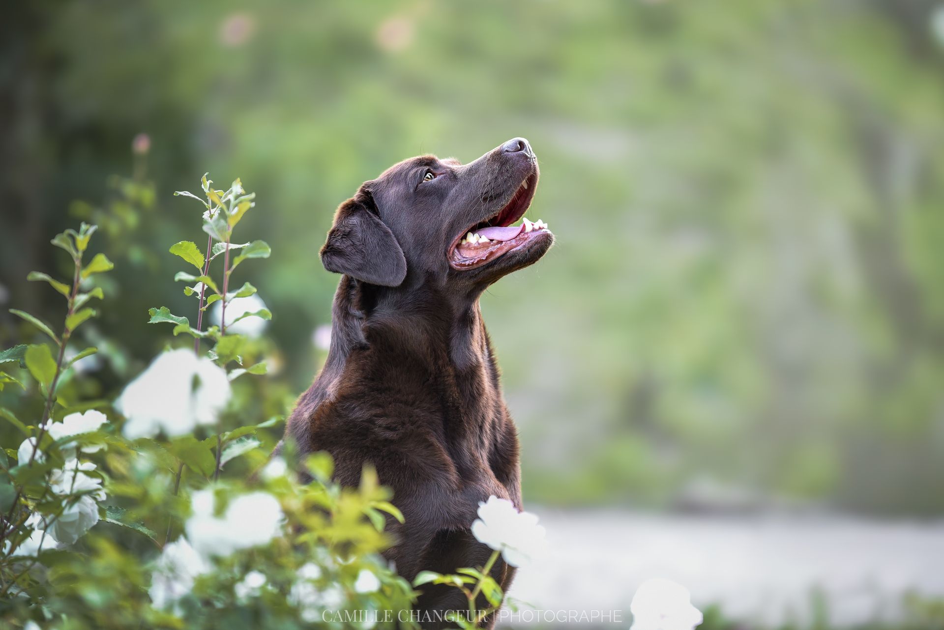 Labrador brun